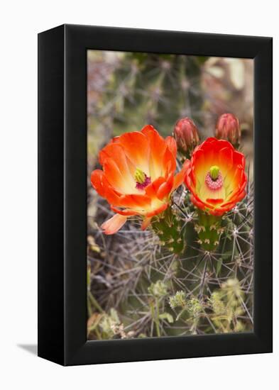 Claret Cup Cactus, Arizona-Sonora Desert Museum, Tucson, Arizona, USA-Jamie & Judy Wild-Framed Premier Image Canvas