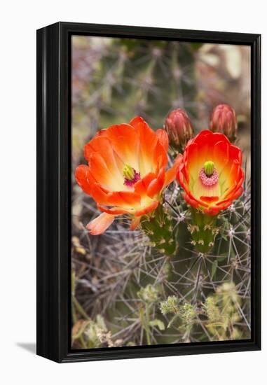 Claret Cup Cactus, Arizona-Sonora Desert Museum, Tucson, Arizona, USA-Jamie & Judy Wild-Framed Premier Image Canvas