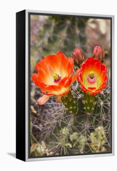 Claret Cup Cactus, Arizona-Sonora Desert Museum, Tucson, Arizona, USA-Jamie & Judy Wild-Framed Premier Image Canvas