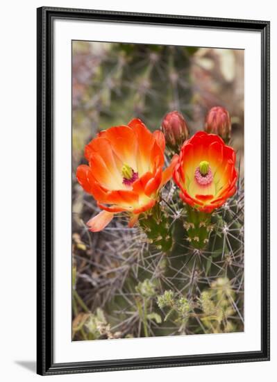 Claret Cup Cactus, Arizona-Sonora Desert Museum, Tucson, Arizona, USA-Jamie & Judy Wild-Framed Photographic Print