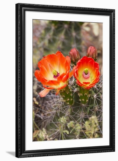 Claret Cup Cactus, Arizona-Sonora Desert Museum, Tucson, Arizona, USA-Jamie & Judy Wild-Framed Photographic Print