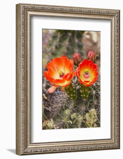 Claret Cup Cactus, Arizona-Sonora Desert Museum, Tucson, Arizona, USA-Jamie & Judy Wild-Framed Photographic Print