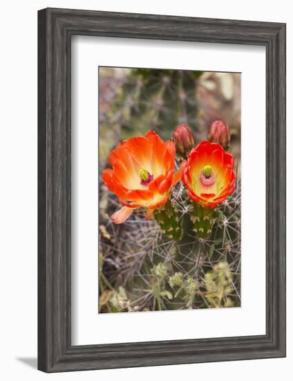 Claret Cup Cactus, Arizona-Sonora Desert Museum, Tucson, Arizona, USA-Jamie & Judy Wild-Framed Photographic Print