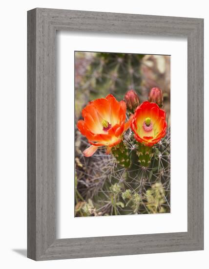 Claret Cup Cactus, Arizona-Sonora Desert Museum, Tucson, Arizona, USA-Jamie & Judy Wild-Framed Photographic Print