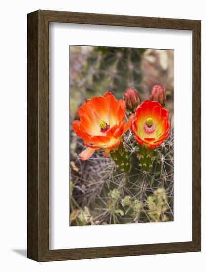 Claret Cup Cactus, Arizona-Sonora Desert Museum, Tucson, Arizona, USA-Jamie & Judy Wild-Framed Photographic Print