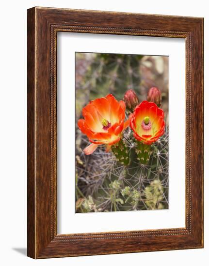 Claret Cup Cactus, Arizona-Sonora Desert Museum, Tucson, Arizona, USA-Jamie & Judy Wild-Framed Photographic Print