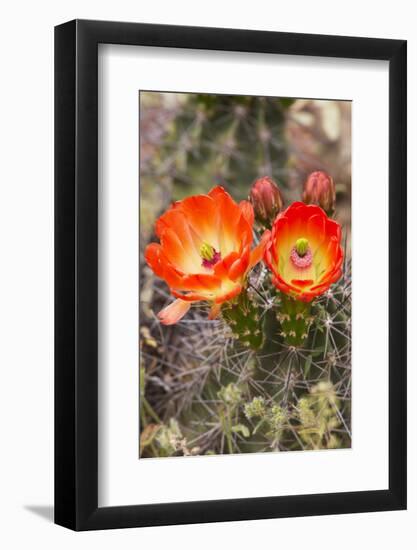 Claret Cup Cactus, Arizona-Sonora Desert Museum, Tucson, Arizona, USA-Jamie & Judy Wild-Framed Photographic Print