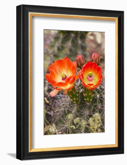 Claret Cup Cactus, Arizona-Sonora Desert Museum, Tucson, Arizona, USA-Jamie & Judy Wild-Framed Photographic Print