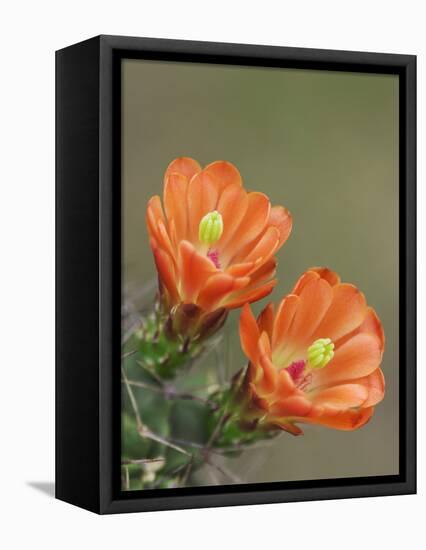 Claret Cup Cactus Blooming, Uvalde County, Hill Country, Texas, USA-Rolf Nussbaumer-Framed Premier Image Canvas