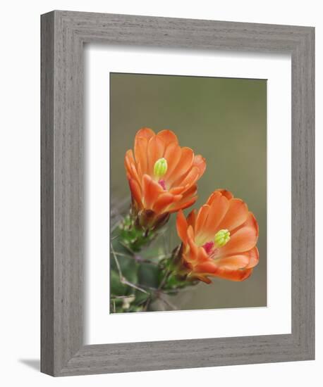 Claret Cup Cactus Blooming, Uvalde County, Hill Country, Texas, USA-Rolf Nussbaumer-Framed Photographic Print