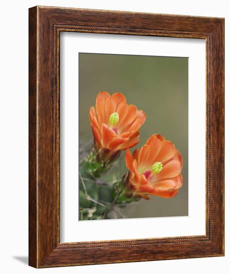 Claret Cup Cactus Blooming, Uvalde County, Hill Country, Texas, USA-Rolf Nussbaumer-Framed Photographic Print