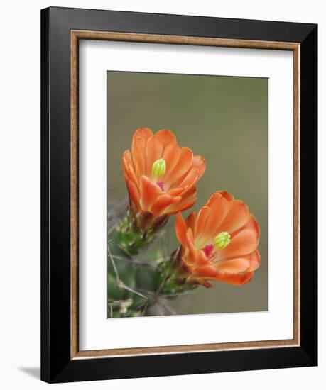 Claret Cup Cactus Blooming, Uvalde County, Hill Country, Texas, USA-Rolf Nussbaumer-Framed Photographic Print