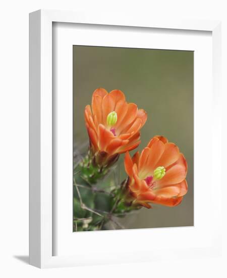 Claret Cup Cactus Blooming, Uvalde County, Hill Country, Texas, USA-Rolf Nussbaumer-Framed Photographic Print