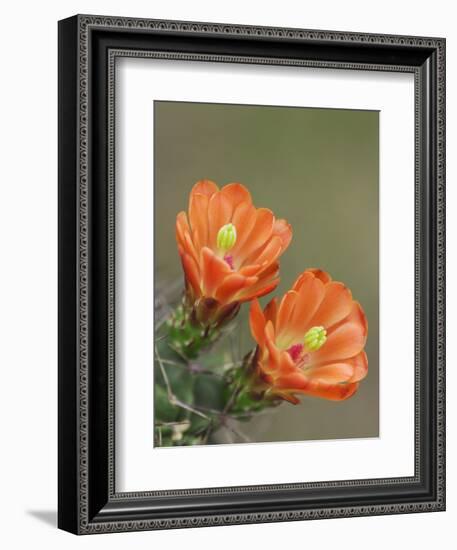 Claret Cup Cactus Blooming, Uvalde County, Hill Country, Texas, USA-Rolf Nussbaumer-Framed Photographic Print