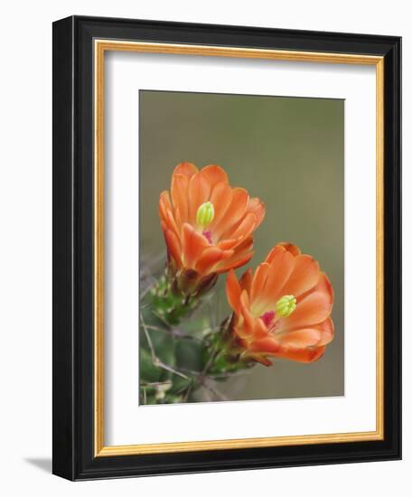 Claret Cup Cactus Blooming, Uvalde County, Hill Country, Texas, USA-Rolf Nussbaumer-Framed Photographic Print