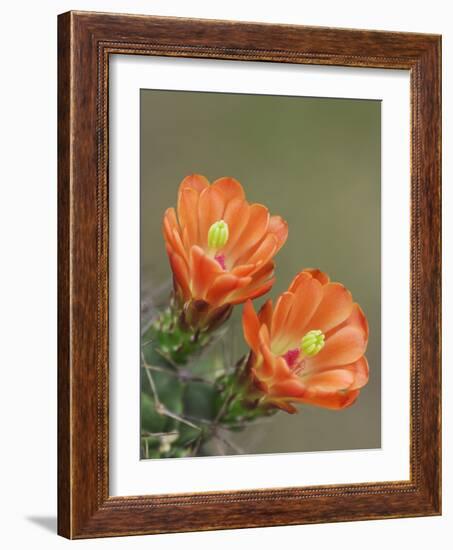 Claret Cup Cactus Blooming, Uvalde County, Hill Country, Texas, USA-Rolf Nussbaumer-Framed Photographic Print