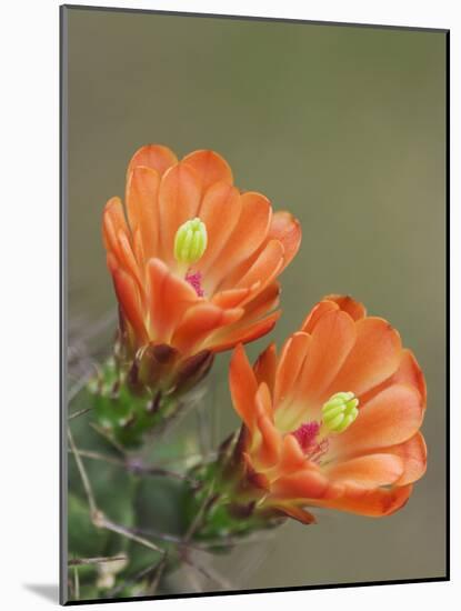 Claret Cup Cactus Blooming, Uvalde County, Hill Country, Texas, USA-Rolf Nussbaumer-Mounted Photographic Print