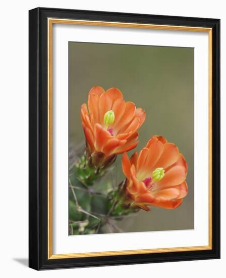 Claret Cup Cactus Blooming, Uvalde County, Hill Country, Texas, USA-Rolf Nussbaumer-Framed Photographic Print