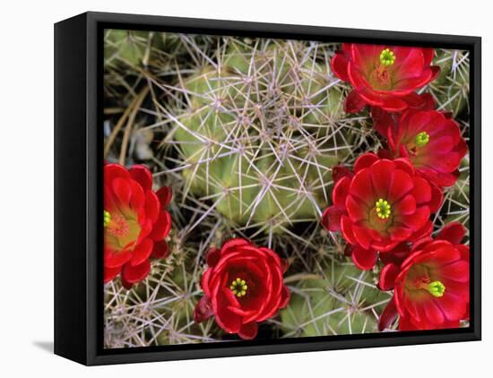 Claret Cup Cactus Flowering on Gooseberry Mesa, Utah, USA-Chuck Haney-Framed Premier Image Canvas