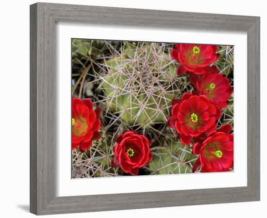 Claret Cup Cactus Flowering on Gooseberry Mesa, Utah, USA-Chuck Haney-Framed Photographic Print