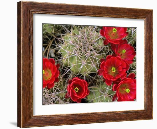 Claret Cup Cactus Flowering on Gooseberry Mesa, Utah, USA-Chuck Haney-Framed Photographic Print