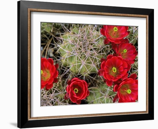 Claret Cup Cactus Flowering on Gooseberry Mesa, Utah, USA-Chuck Haney-Framed Photographic Print