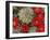 Claret Cup Cactus Flowering on Gooseberry Mesa, Utah, USA-Chuck Haney-Framed Photographic Print