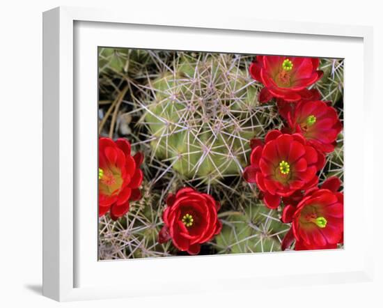 Claret Cup Cactus Flowering on Gooseberry Mesa, Utah, USA-Chuck Haney-Framed Photographic Print