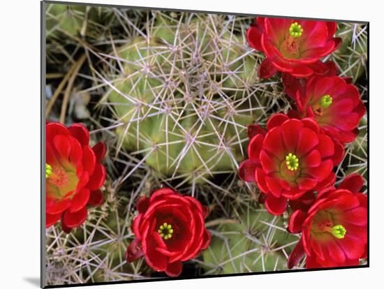 Claret Cup Cactus Flowering on Gooseberry Mesa, Utah, USA-Chuck Haney-Mounted Photographic Print