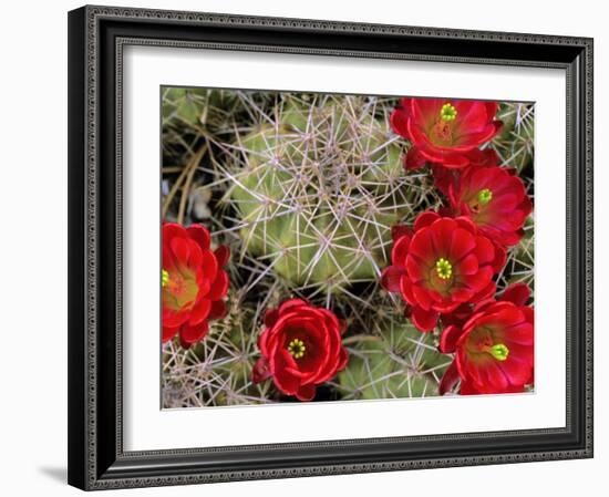 Claret Cup Cactus Flowering on Gooseberry Mesa, Utah, USA-Chuck Haney-Framed Photographic Print