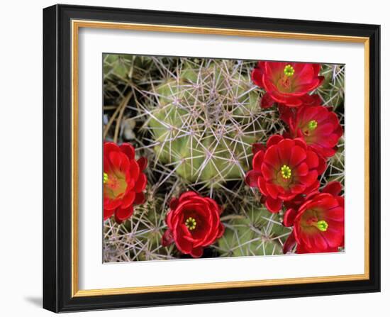 Claret Cup Cactus Flowering on Gooseberry Mesa, Utah, USA-Chuck Haney-Framed Photographic Print