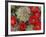 Claret Cup Cactus Flowering on Gooseberry Mesa, Utah, USA-Chuck Haney-Framed Photographic Print