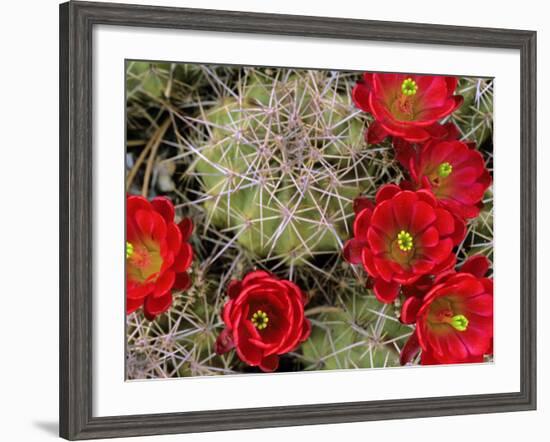 Claret Cup Cactus Flowering on Gooseberry Mesa, Utah, USA-Chuck Haney-Framed Photographic Print