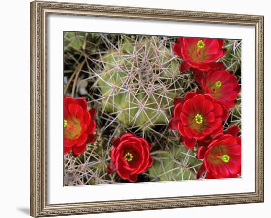 Claret Cup Cactus Flowering on Gooseberry Mesa, Utah, USA-Chuck Haney-Framed Photographic Print