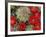 Claret Cup Cactus Flowering on Gooseberry Mesa, Utah, USA-Chuck Haney-Framed Photographic Print