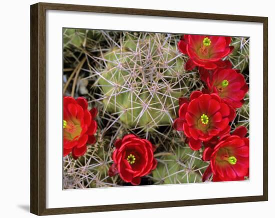Claret Cup Cactus Flowering on Gooseberry Mesa, Utah, USA-Chuck Haney-Framed Photographic Print