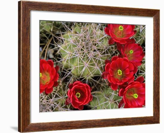 Claret Cup Cactus Flowering on Gooseberry Mesa, Utah, USA-Chuck Haney-Framed Photographic Print