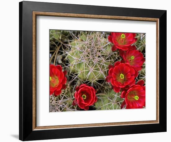 Claret Cup Cactus Flowering on Gooseberry Mesa, Utah, USA-Chuck Haney-Framed Photographic Print