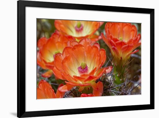 Claret cup cactus flowers, Echinocereus triglochidiatus, Tucson, Arizona-Adam Jones-Framed Photographic Print