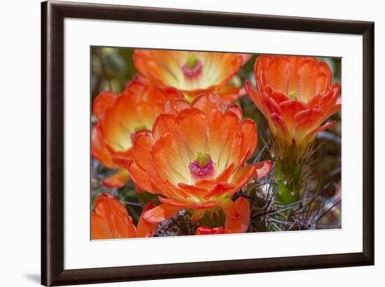 Claret cup cactus flowers, Echinocereus triglochidiatus, Tucson, Arizona-Adam Jones-Framed Photographic Print