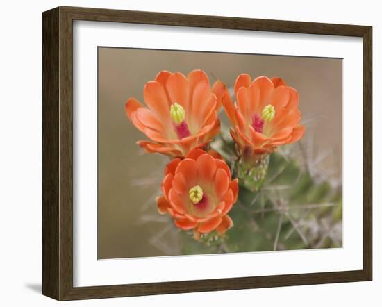 Claret Cup Cactus Flowers, Hill Country, Texas, USA-Rolf Nussbaumer-Framed Photographic Print