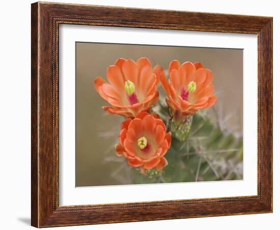 Claret Cup Cactus Flowers, Hill Country, Texas, USA-Rolf Nussbaumer-Framed Photographic Print