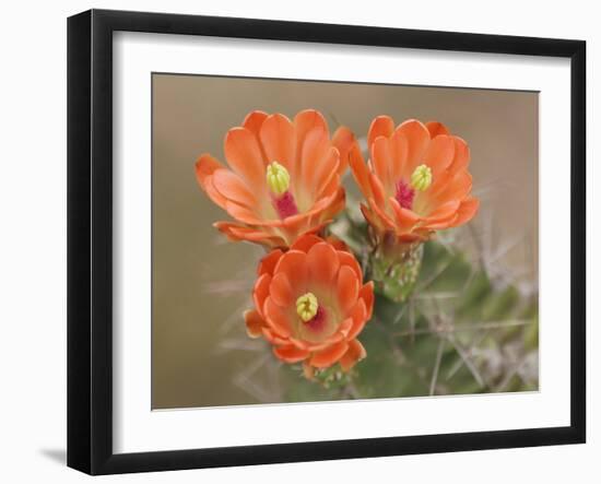 Claret Cup Cactus Flowers, Hill Country, Texas, USA-Rolf Nussbaumer-Framed Photographic Print