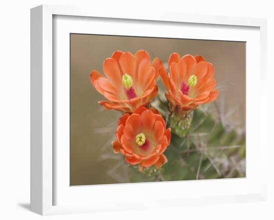 Claret Cup Cactus Flowers, Hill Country, Texas, USA-Rolf Nussbaumer-Framed Photographic Print