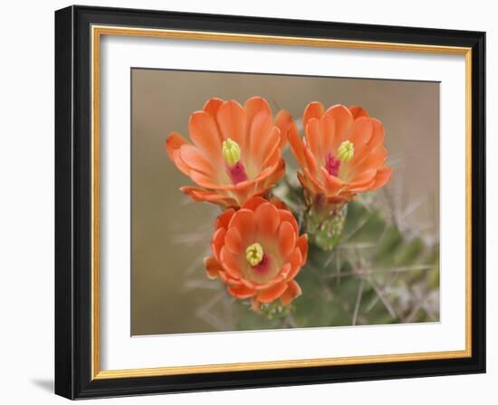 Claret Cup Cactus Flowers, Hill Country, Texas, USA-Rolf Nussbaumer-Framed Photographic Print