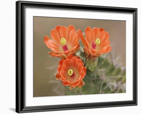 Claret Cup Cactus Flowers, Hill Country, Texas, USA-Rolf Nussbaumer-Framed Photographic Print