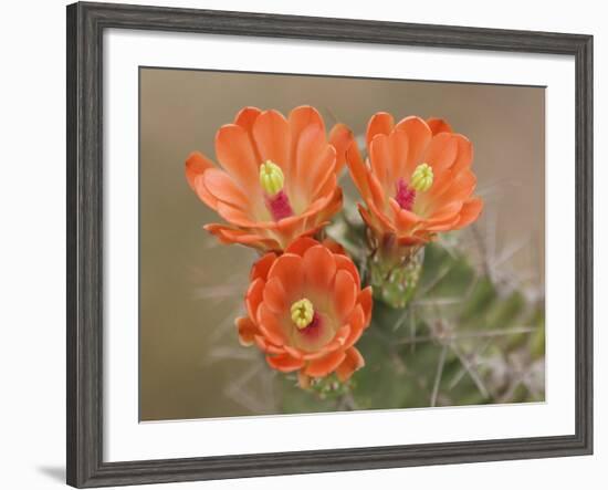Claret Cup Cactus Flowers, Hill Country, Texas, USA-Rolf Nussbaumer-Framed Photographic Print