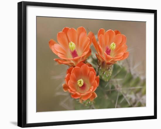 Claret Cup Cactus Flowers, Hill Country, Texas, USA-Rolf Nussbaumer-Framed Photographic Print