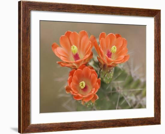 Claret Cup Cactus Flowers, Hill Country, Texas, USA-Rolf Nussbaumer-Framed Photographic Print