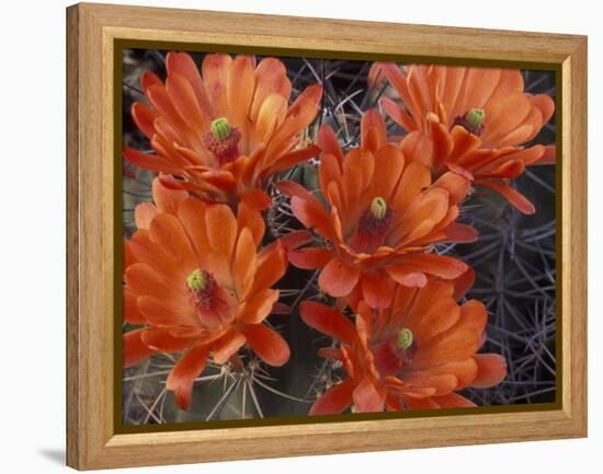 Claret Cup Cactus Flowers, San Xavier, Arizona, USA-Jamie & Judy Wild-Framed Premier Image Canvas